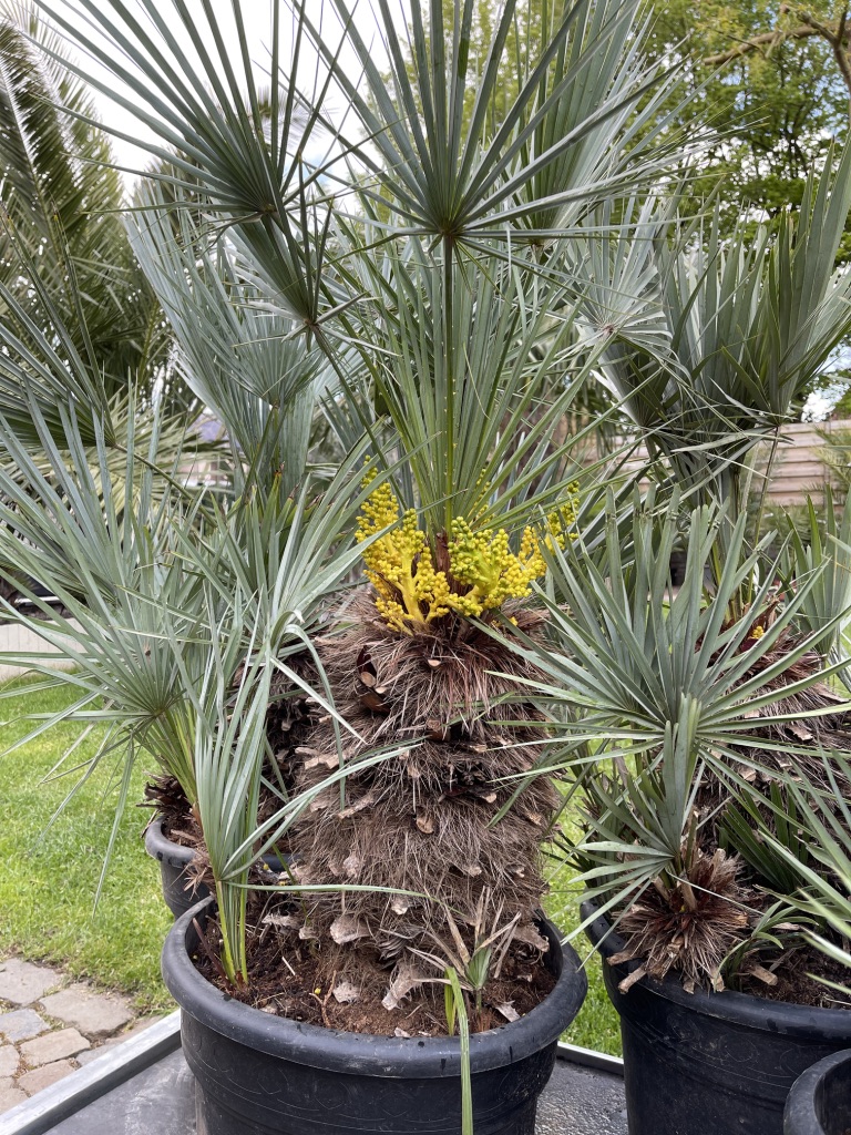 Dwergpalm - 80 cm - winterhard - chamaerops humilis